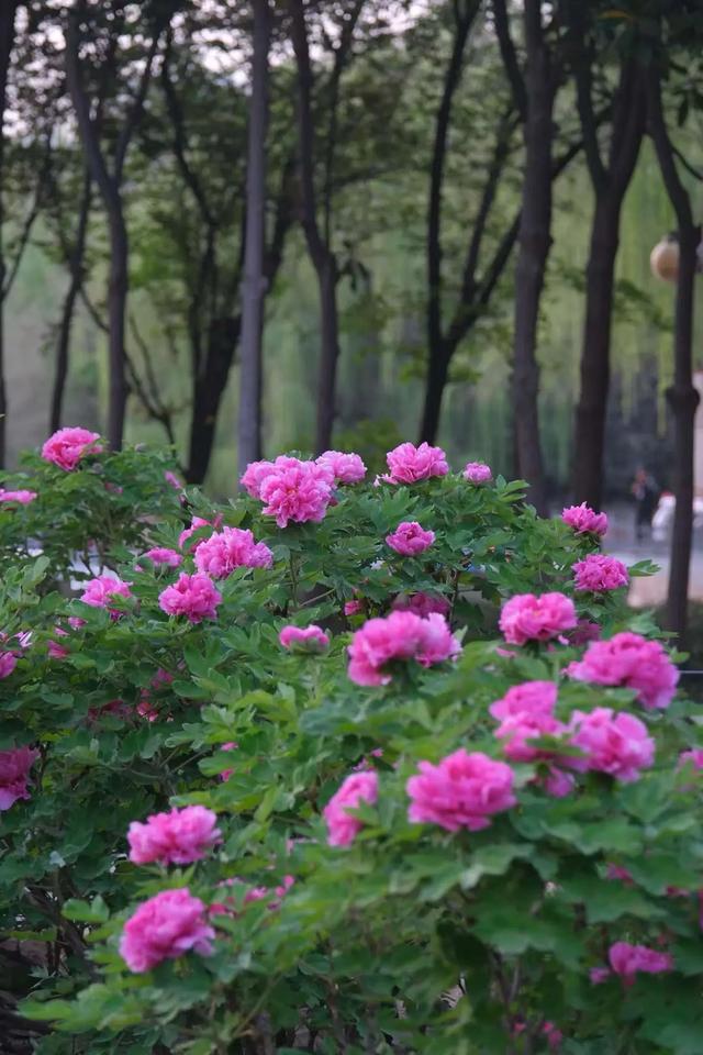 太期待了!接下来的洛阳,是这样的...