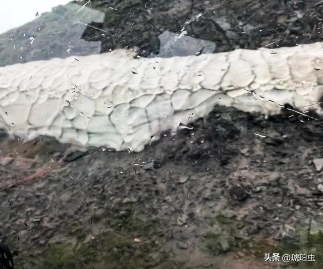 新疆伊犁之行（九）大美巴音布鲁克