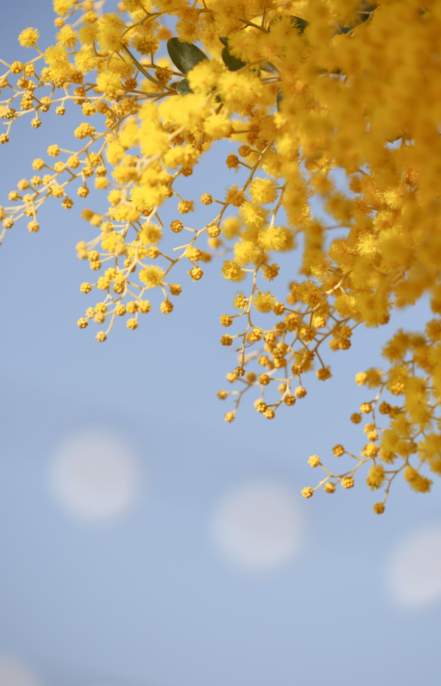 快看→西昌的满树金黄云！