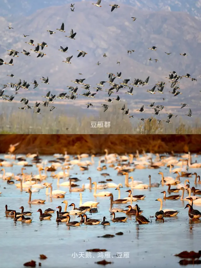 奇观！桃花逆寒盛开！北京的秋冬有多“热闹”——