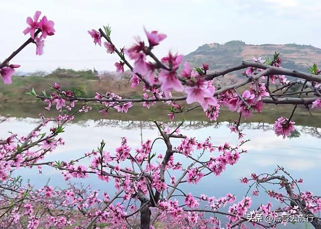 成都龙泉山最让我惦记的桃花，居然在“天池”，美得气势磅礴！