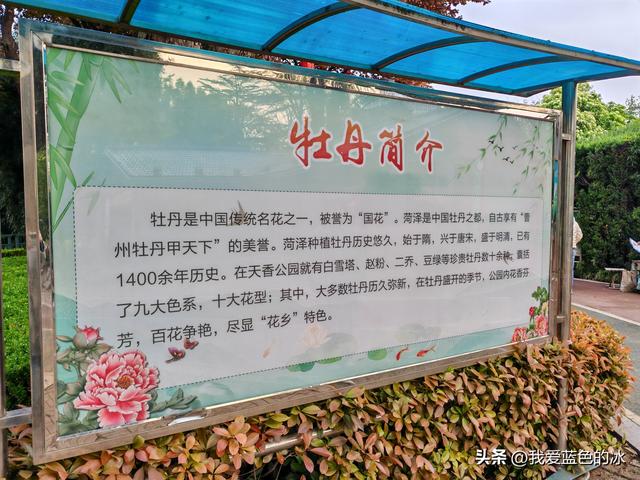 逛菏泽天香公园，这里牡丹很吸引游客，关键是二十四小时免费参观