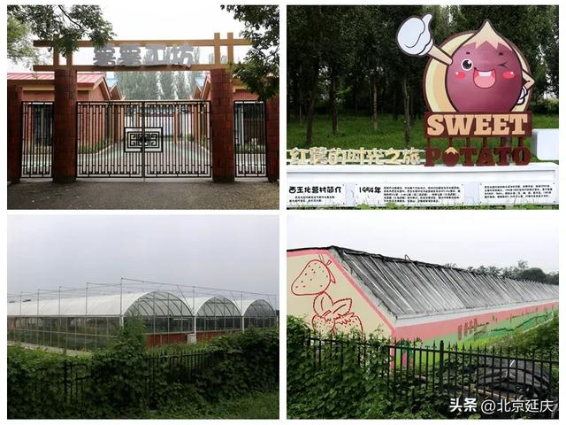 藏不住了,延庆这一路好看极了!