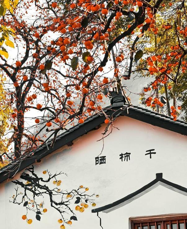 安徽一人家“老屋一棵柿子树”走红，真的很特别，飞趟徽州只为它