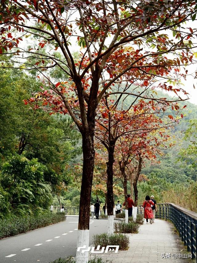 太出片啦！中山焦糖色「落羽杉」上线