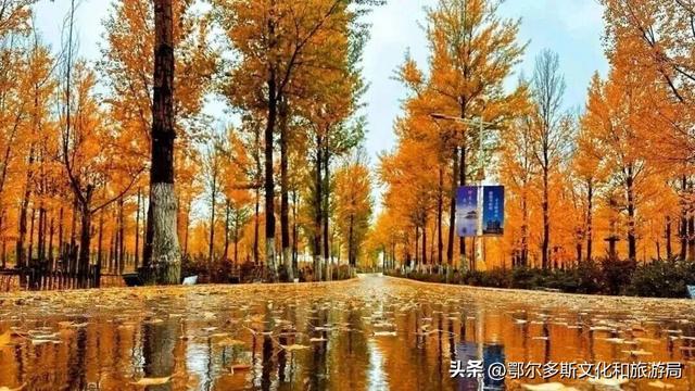 美到词穷！鄂尔多斯的秋天，每一帧都是壁纸
