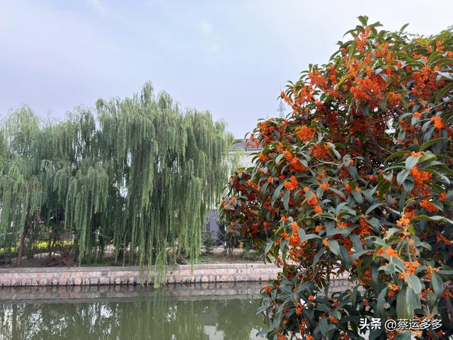 上海的乡村美得我头晕目眩