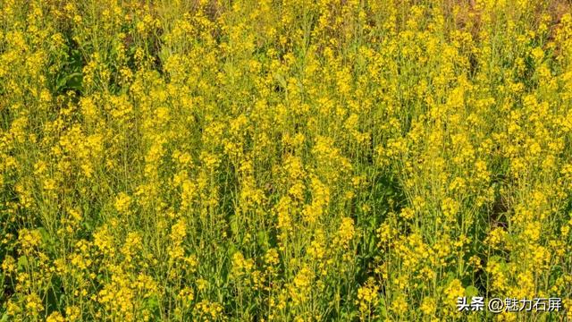 不等春风 石屏宝秀限量配色已上线