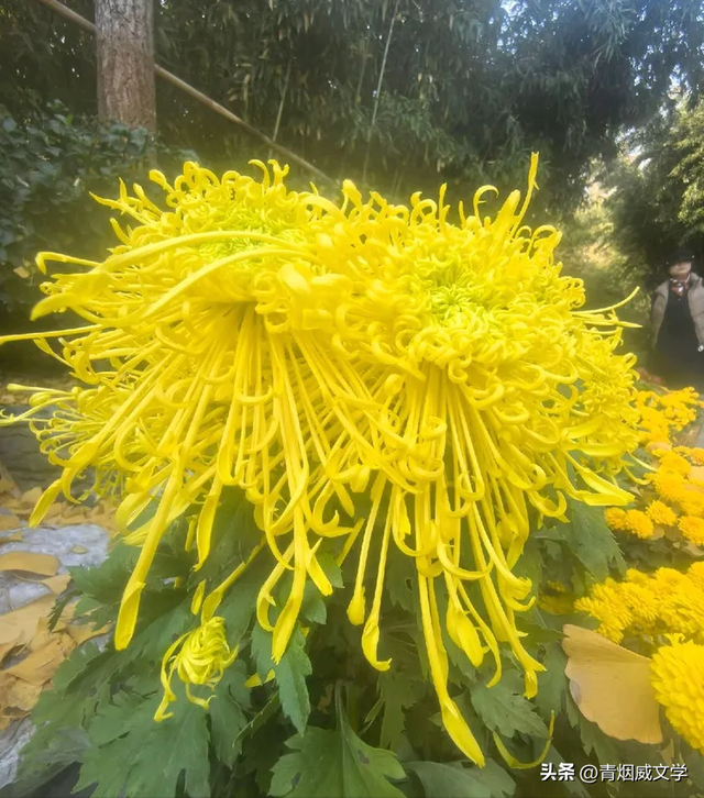 趵突菊韵 锦绣泉城