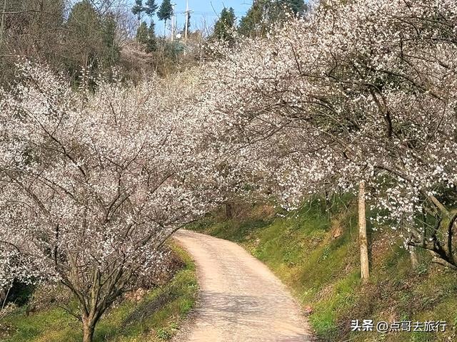 成都最新5个梅林花海，你该去哪个？其中一个被称为成都小林芝！