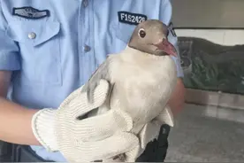 大鸟受伤不能动弹，警民联手救助图片