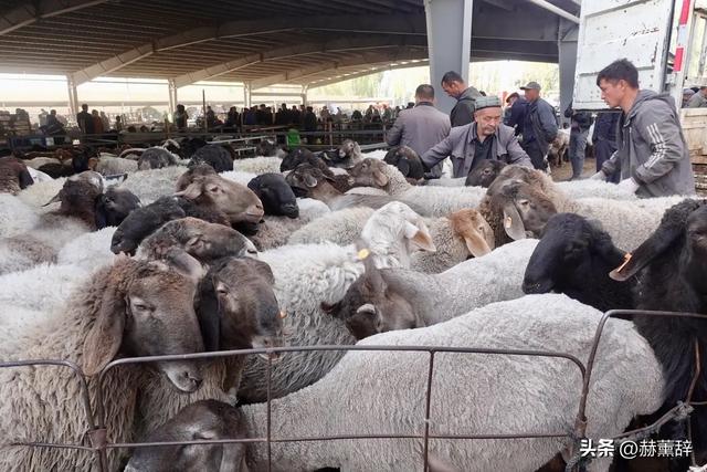 月薪8000留不住人，牧民靠万亩草场维生，新疆的上限下限超乎想象