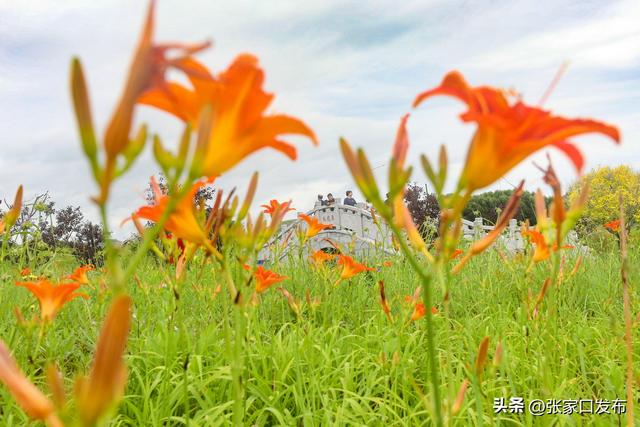 夏日沽源美如画