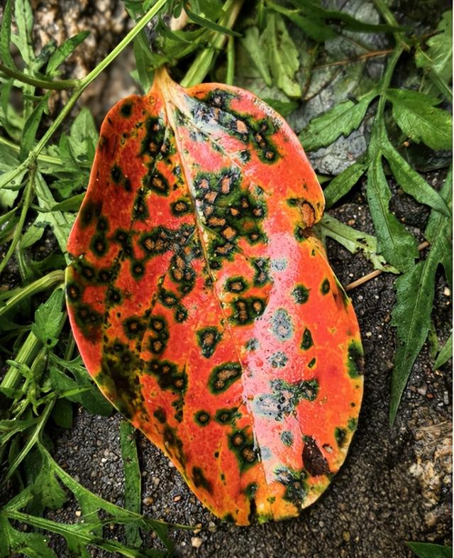 驴行信记：再攀“磨山顶”