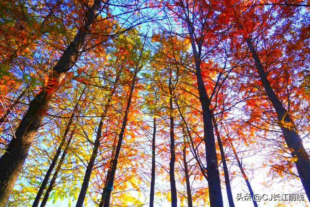 河南淮滨：落羽杉廊道染成红杉道