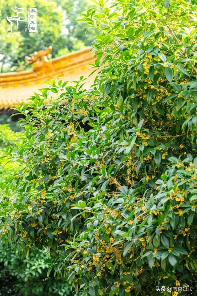 秋日南京，金色相逢