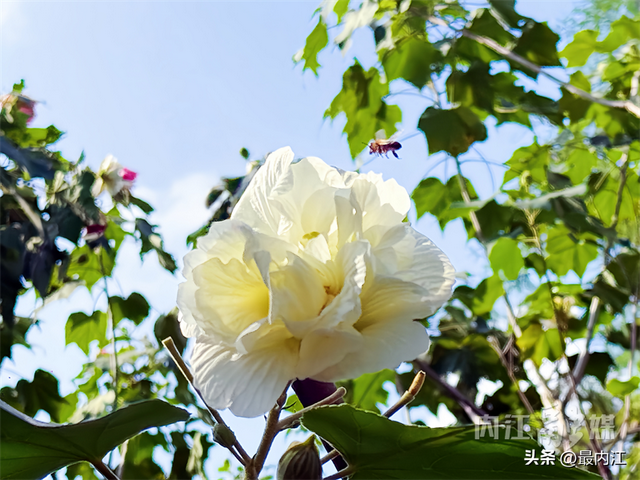 芙蓉映秋景！内江300米“鲜花大道”走红