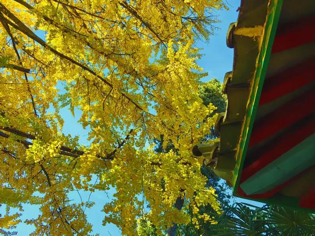 丽江480岁古银杏黄了！白沙古镇里藏着一个金色的浪漫