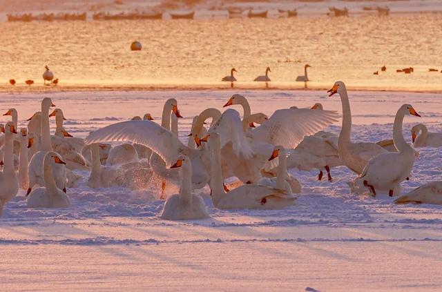 乘高铁看天鹅，还有限时景区优惠！