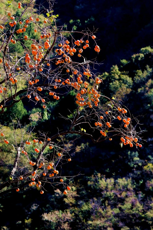 不要再搭基础款秋景了！北京「多巴胺色系」秋景上线！高级感拉满