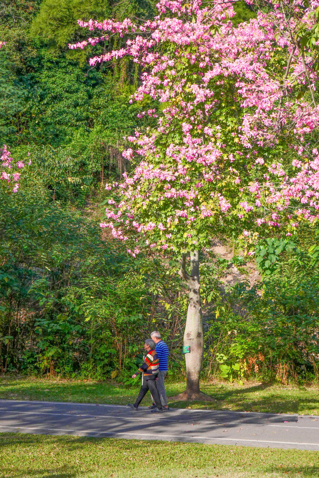 图集 | 来顺峰山公园邂逅一场粉色浪漫！