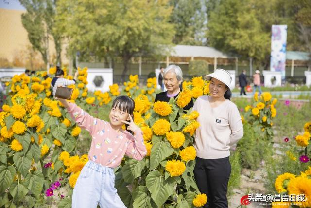 秋菊绽花海 游人醉金秋