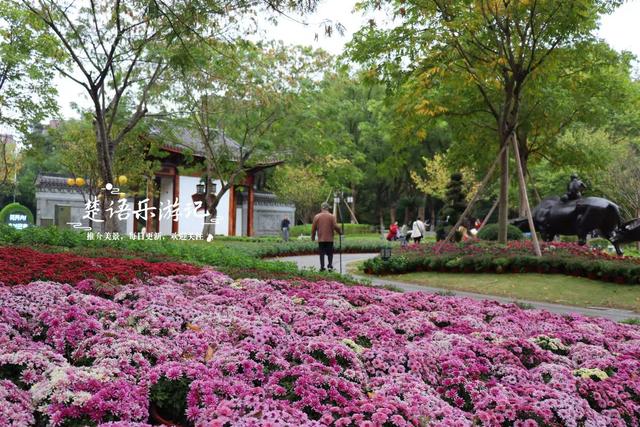 宁波镇海推出新的菊花展，5个赏菊地连成一条线，堪称史上最美