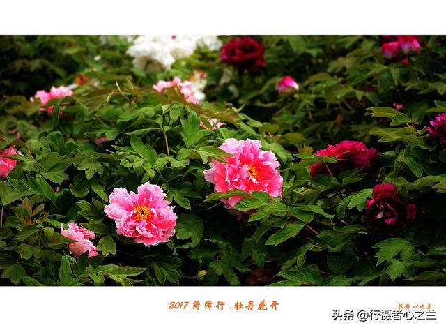 山东行游影记（69）—菏泽赏牡丹（一）
