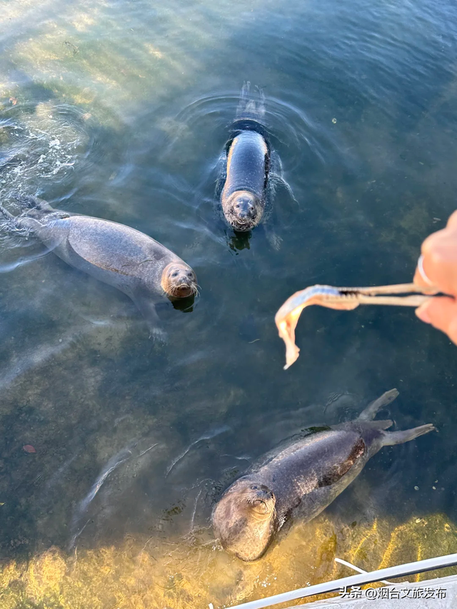 【乐游烟台】今天！可爱“豹”击来喽🦭