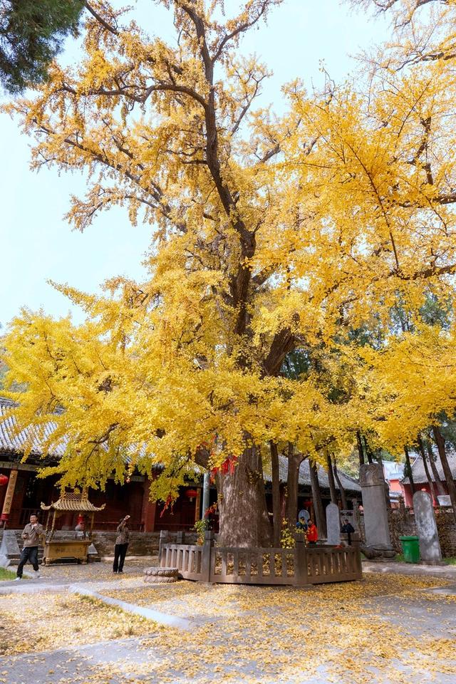 全郑州人都在等的银杏，黄了