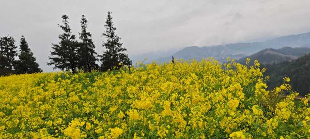 到贵州岜沙苗寨去看油菜花