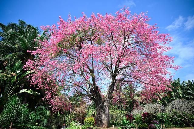 深活指南｜免费！深圳这些赏花点美成漫画，不允许有人不知道！