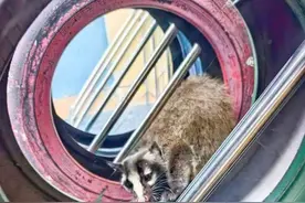 幼儿园惊现“果子狸”！保康四萌娃“教科书式”救助国家保护动物图片