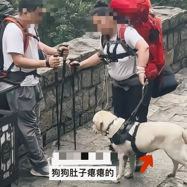 爬泰山的作死夫妻被制裁！导盲犬被收回，身份被扒，家里还有一只