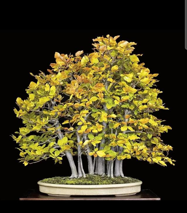 丛林盆景制作技巧｜把“微型森林”搬回家，丛林盆景这么做超简单