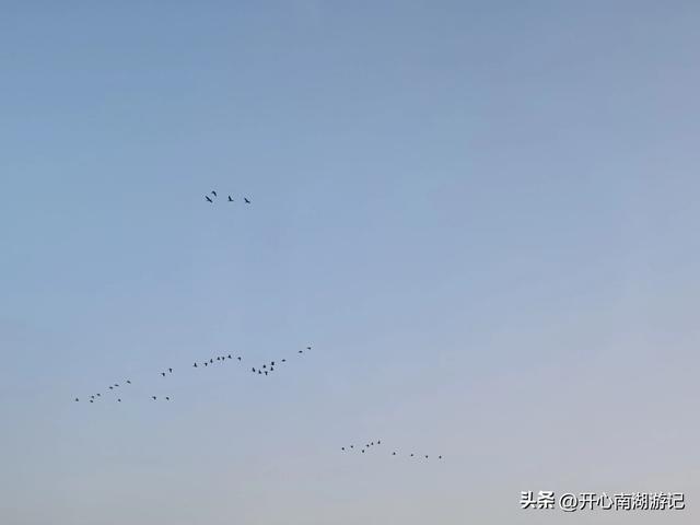 走，去渤海湾看候鸟…