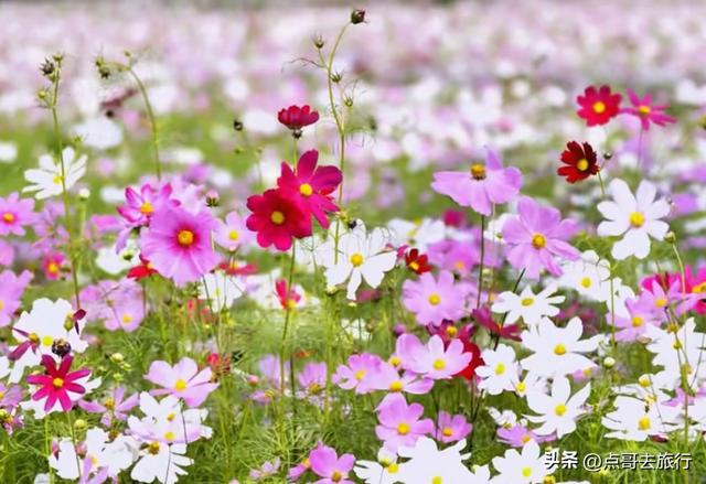 成都邛窑遗址公园，藏着格桑花海，壮观惊艳令人称奇，不要门票！