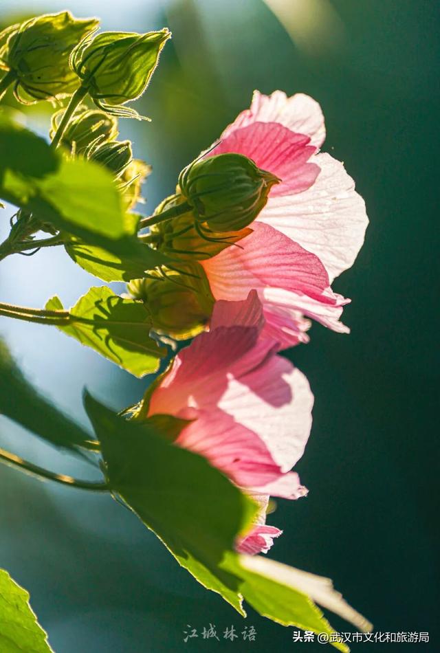花色一日三变！武汉秋日木芙蓉花海上线
