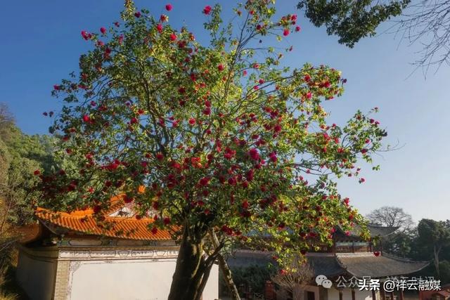 旅居祥云丨春来赏花 水目山“云南茶花王”如约绽放