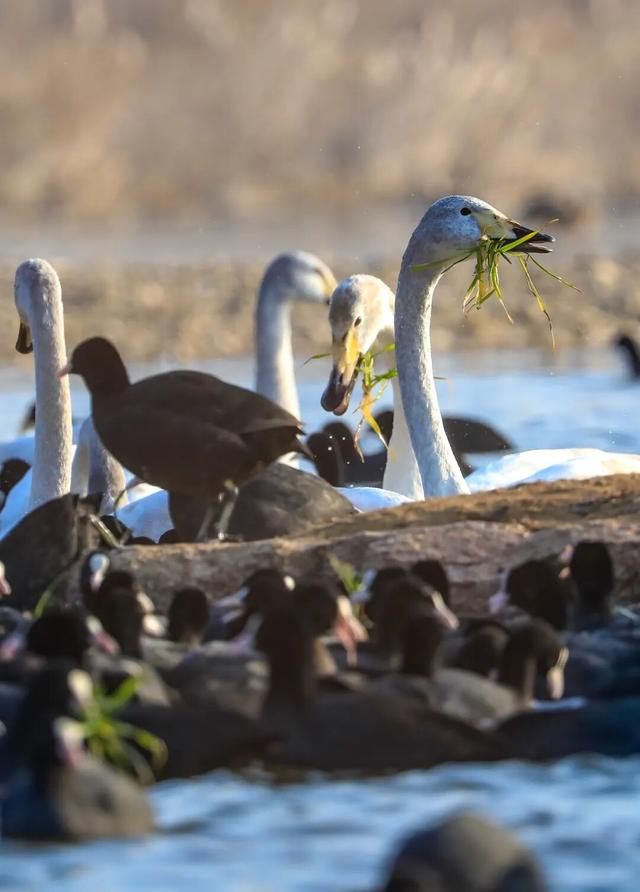 康养旅游，为何选日照？