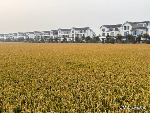 上海的乡村美得我头晕目眩