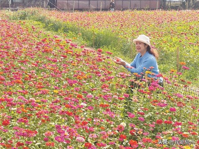 成片花海诉说冬日浪漫