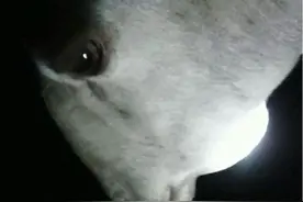 可能导致羊下巴水肿的几种病总结全了！图片