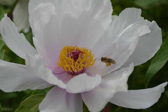 牡丹花海醉游人
