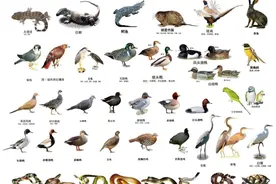 让你意想不到的十大保护动物，原来它们竟然都是保护动物？图片