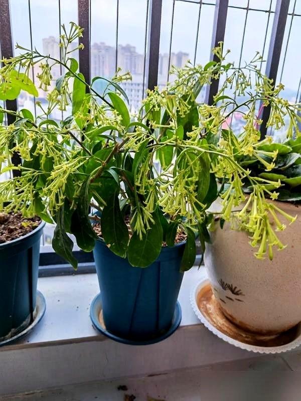 阴花不能进阳宅！这5种花“打死”也不养，家里若有？快挪走！