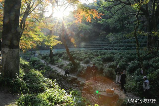 杭州冬日徒步，从古村到茶园，银杏金黄枫树染红，感受山野之乐