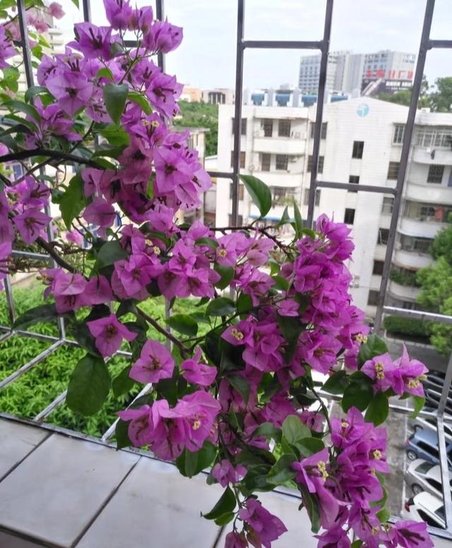 发现深圳仙湖“三角梅瀑布”爆火，犹如人间仙境，太美太壮观了！