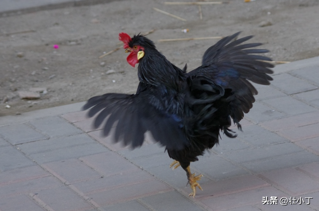 ​​家里院子就能养！​​投入3000元一年赚9000，低风险高回报