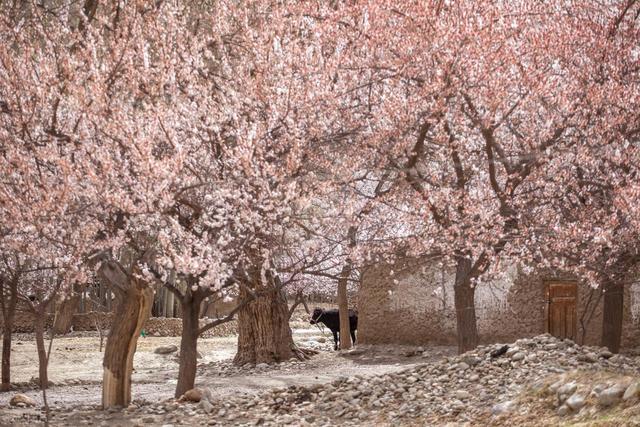 3-5月赏花季，9个优质赏花目的地，应季花海正鲜艳